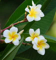 Frangipani flowers