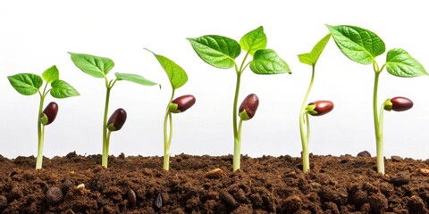 A Row of Bean Sprouts Emerging From Rich Soil, A Demonstration of Nature's Unfolding Growth