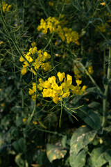 Rape flower plants