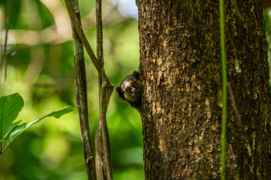 Um sagui empoleirado no tronco de uma &aacute;rvore muito frondosa em um bosque.