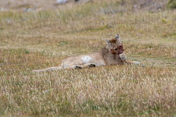 Pumas in Paine