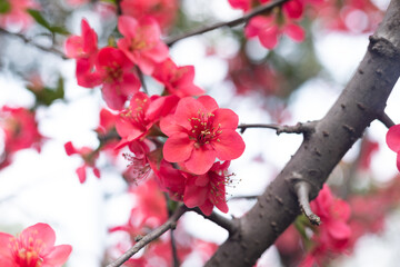 Spring red stem begonia flowers