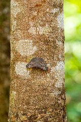 Fototapeta premium Close em uma borboleta camuflada no tronco de uma árvore no bosque.