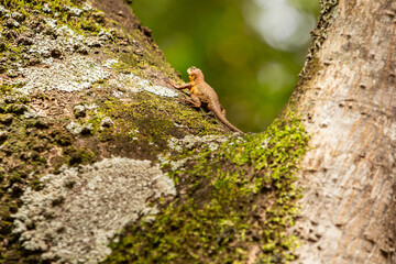Um calango no tronco rugoso e com musgo de uma árvore.