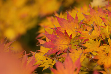 bright golden leaves of a tree, yellow orange leaves shine in the sun, sun shines on a yellow leaf, dark background, autumn colours in the forest, bright yellow colours in autumn