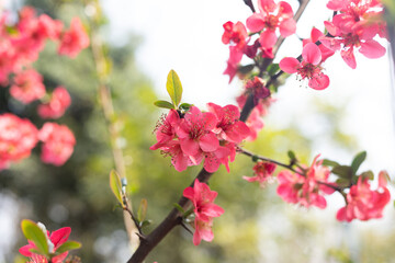 Spring red stem begonia flowers