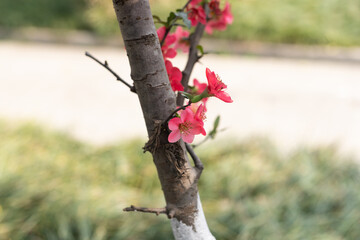 Spring red stem begonia flowers