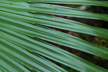 Green palm leaf texture