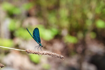 Blue Dragonfly on a stone 