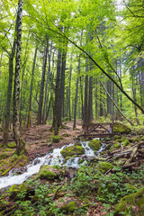 Fototapeta premium Green Forest in the Spring with River and Wooden Bridge. Vitosha mountain ,Bulgaria 
