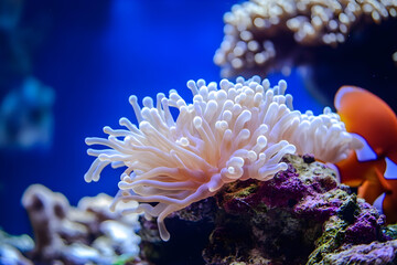 Obraz premium a couple of clown fish and anemon fish in a tank