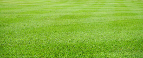 Green meadow grass field from outdoor park