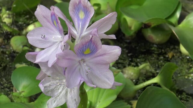 A  water big lilac flover Eichhornia, water hyacinth,
(Eichh&oacute;rnia cr&aacute;ssipes ) with a bee  in the pond