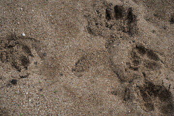 Wild animal steps in the desert