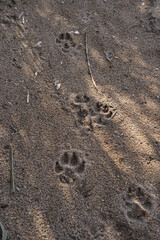 Wild animal steps in the desert