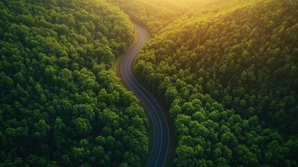scenic winding road through lush green forest