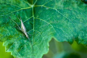 grillon d'Italie sur feuille de vigne