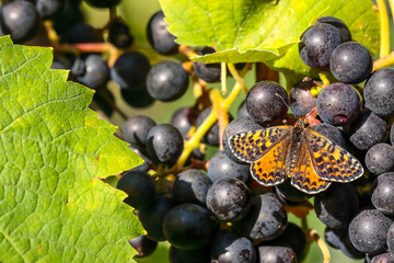 papillon mélitée orangée sur grappe de raisins