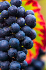 gros plan sur un raisin rouge