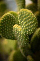 Succulent Cactus nopal close up 