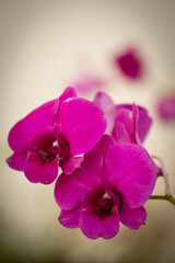 Close-up of purple orchids on a blurred background
