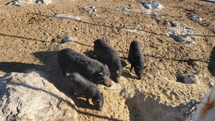 wild boar pig