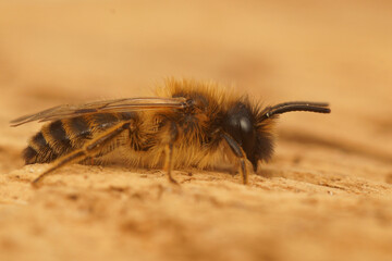 Detailed closeup on a fluffy male red-legged mining bee, Andrena flavipes