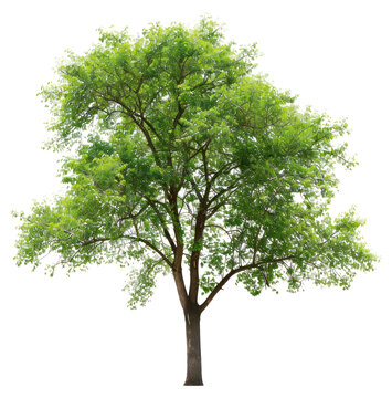 PNG  Lush green tree on white