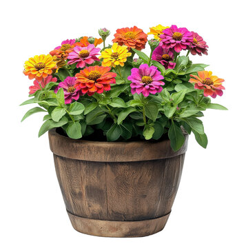 Fototapeta vibrant flower pot filled with colorful zinnia flowers, showcasing shades of pink, orange, and yellow, perfect for brightening up any space