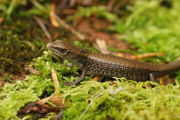 Closeup on a juvenile Northern Alligator Lizard, Elgaria coerulea sitting in moss