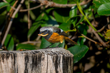 虫をくわえるジョウビタキのオス, 虫をくわえるジョビオ