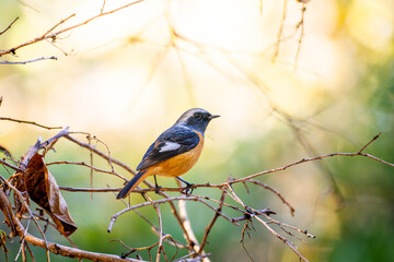 枝にとまるジョウビタキのオス、枝にとまるジョビオ