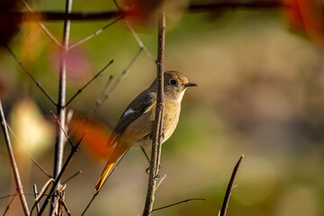 枝にとまるジョウビタキのメス、枝にとまるジョビコ