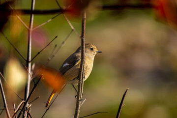 枝にとまるジョウビタキのメス、枝にとまるジョビコ