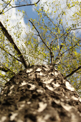 unusual perspective of a birch tree from bottom to top