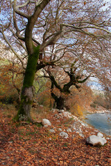 Autumn leaves in the park. Plane tree. Deciduous forest. Autumn. Foliage. Fall.
