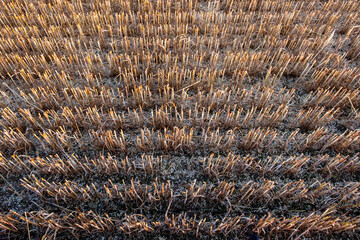Close up view of field stubble after harvest 