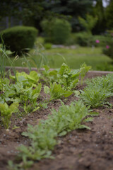 Vegetable herb garden in the village 