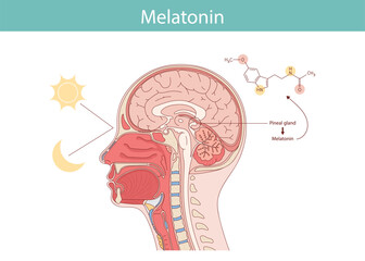 Melatonin hormone. Pineal gland anatomical cross section.