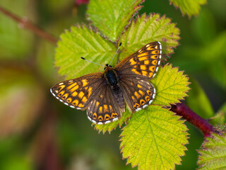 Glanville Fritillary Resting on Bramble