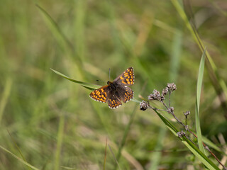 Glanville Fritillary Resting on Bramble