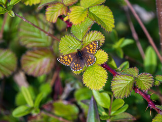 Glanville Fritillary Resting on Bramble