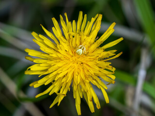 White Crab Spider Waiting For Prey on a Dandelion