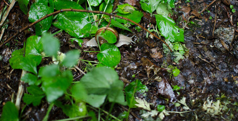 snake in the grass