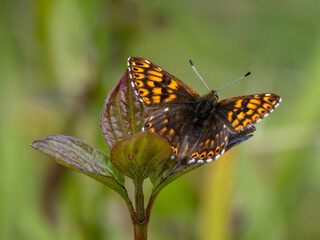 Glanville Fritillary Resting on Bramble