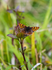 Glanville Fritillary Resting on Bramble
