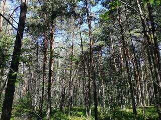 Obraz premium trees in the forest