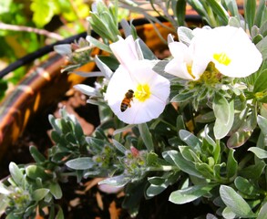 bee on a flower