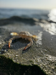 crab close up on sea beach