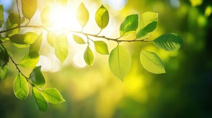 Obraz premium A delicate branch filled with lush green leaves, catching the warm light of the sun, creating a natural, calming background